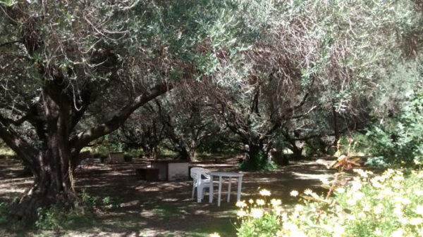 CABAÑA 3 PAX - Imagen 3